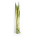 Palm Sunday Palm Strips - 2 Size Variants